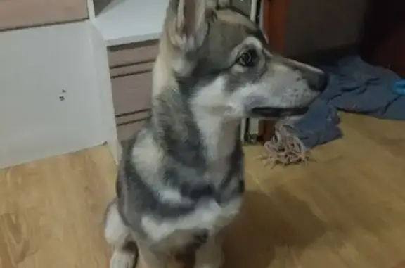 Пропала собака, ул. Стройкова, Рязань