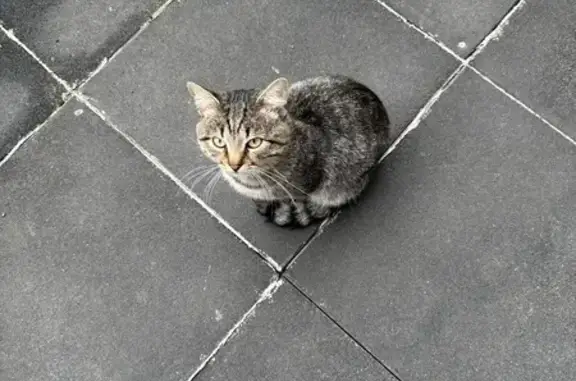 Найдена кошка на Можайском шоссе, 45 к2