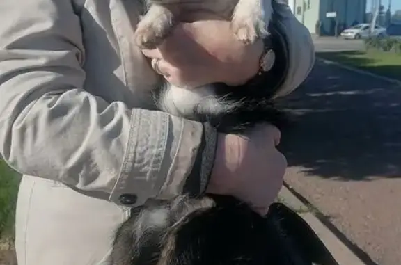 Найдена собака, Санкт-Петербург, фото: Собака найдена: Миллионная ул. 5, СПб