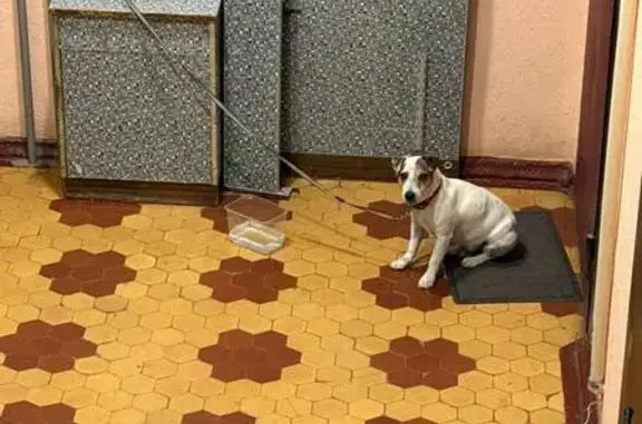 Найдена собака, Москва, фото: Собака найдена: ул. Маршала Неделина, 12