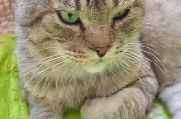 Котик ищет дом, Калининград