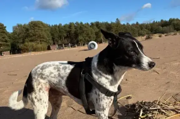 Найдена собака, Солнечное, фото: Собака на пляже Ласковый, Петровская ул.
