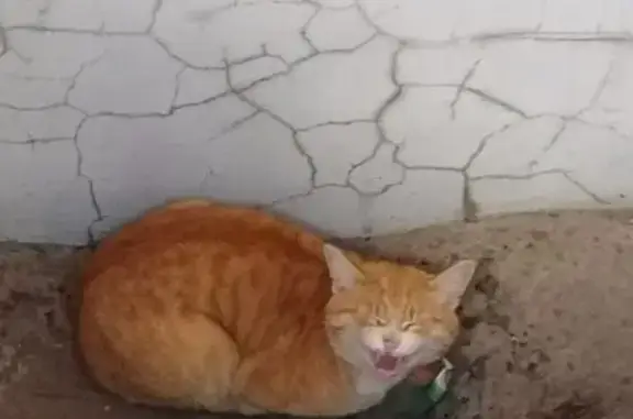 Кошка найдена: Комсомольская 114, Йошкар-Ола