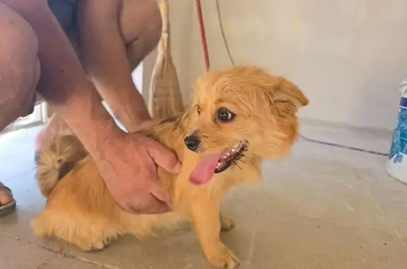 Найдена собака, Джубга, фото: Собака найдена: Зелёная ул., 5А, Джубга