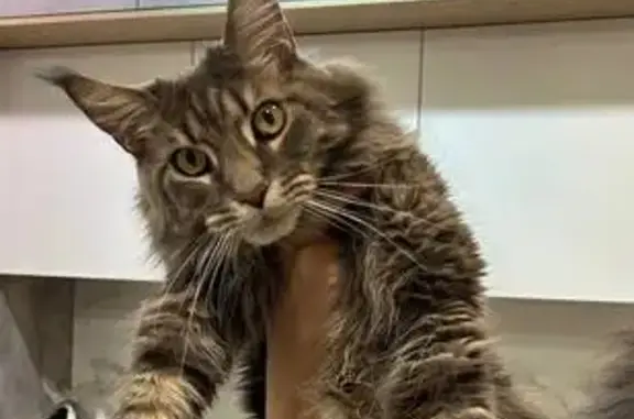 Пропала кошка, ул. Мира, 28, Хрящёвка