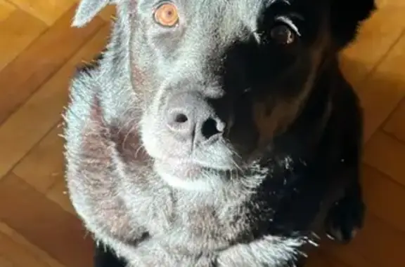 Найдена собака, Санкт-Петербург, фото: Найдена собака на Полюстровском, 5