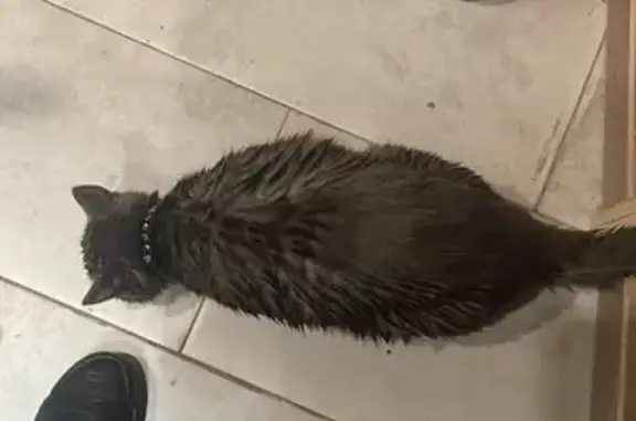 Найдена кошка, Уфа, фото: Кошка найдена у магазина, Цюрупы 93Б