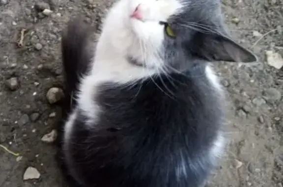 Котенок найден: Полесский пер., 10, Брянск