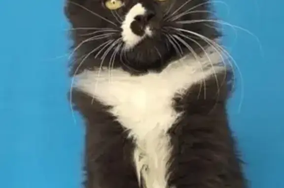 Кошки потеряшки, Октябрьский (Московская обл.) (Москва и Московская обл.), фото: Потеряшка кошка, ул. 9 Января, 16