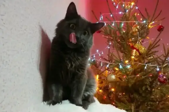 Пропала кошка на ул. Шлях, Махновка