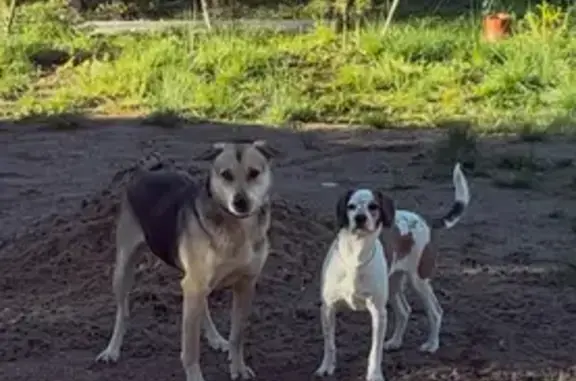 Найдена собака, Севастьяновское, фото: Собака найдена, Ольховая ул., СНТ Алмаз