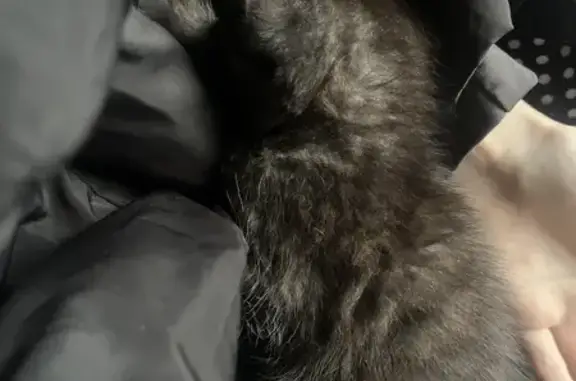 Котенок найден в Воронеже, Воронежская обл.