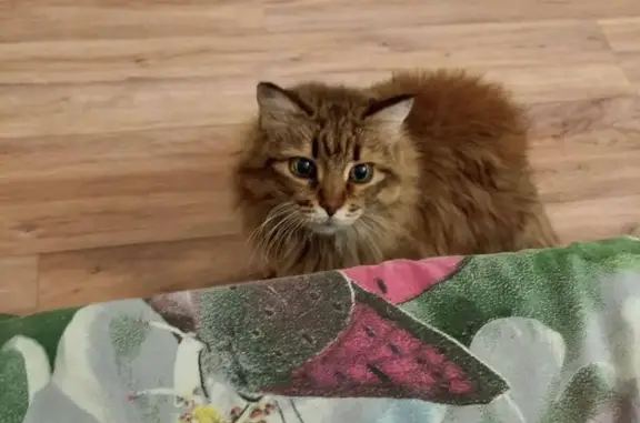 Пропала кошка, ул. Профессора Камая, Казань