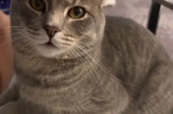 Пропала кошка, Лазурная 60, Барнаул