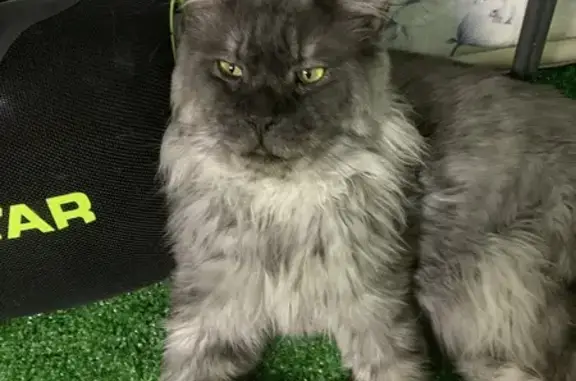 Пропала кошка, 3-й проезд РМЗ, 2