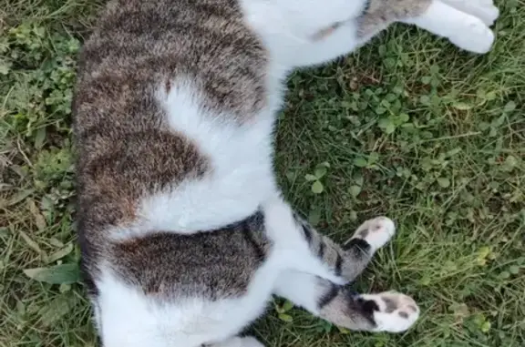 Пропала кошка, ул. Малеева, Ковров