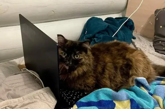 Пропала кошка, Западное шоссе 53/1