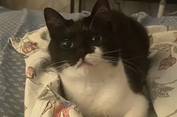 Кошки потеряшки, Ярославская область, фото: Потеряшка кошка в Ивняковском поселении