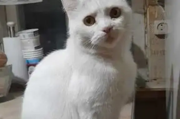 Кошки потеряшки, Тула, фото: Потеряшка кошка, Рогожинская 12, Тула