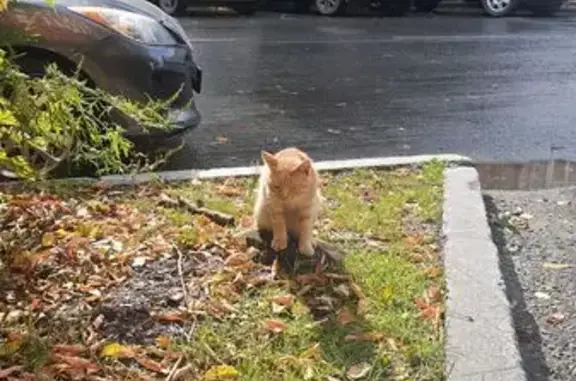 Кошка найдена в Кооперативном переулке, Томск