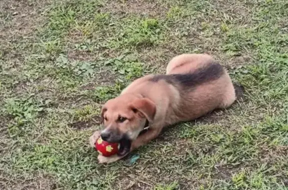 Потерянные животные Енисейск, фото: Пропала собака, ул. Тамарова 57, Енисейск