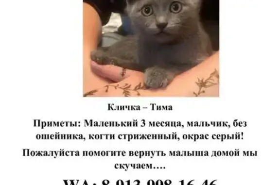 Пропала кошка, ул. Шевченко, Барнаул