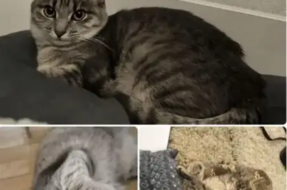 Пропала кошка, Тверская 2А, Кратово