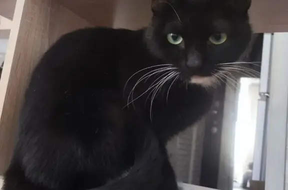 Кошки потеряшки, Краснодарский край, фото: Потеряшка кошка, Измаильская улица