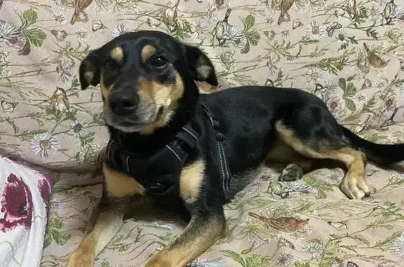 Пропала собака в Красногорске, МО