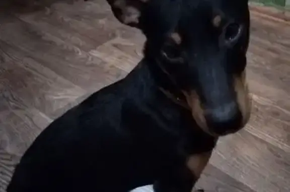 Найдена собака, , фото: Найдена собака, Тайтурское поселение