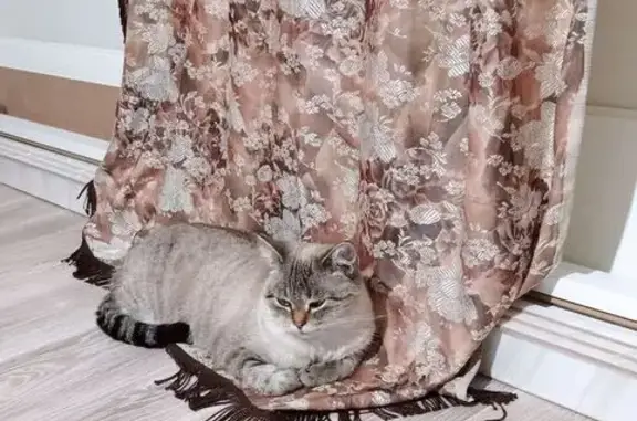 Пропала кошка, ул. Горького, 4А, Ессентуки