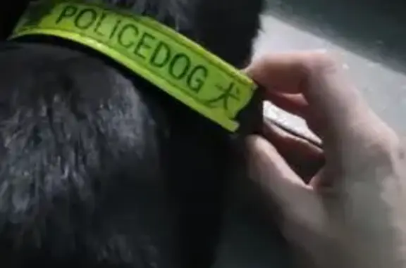 Найдена собака, Ангарск, фото: Найдена собака, 40 лет Победы, Ангарск