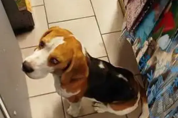 Найдена собака, Ростов-на-Дону, фото: Собака найдена: 16-я линия, 61/30