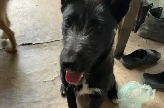 Собаки потеряшки, Нижний Новгород, фото: Потеряшка собака, ул. Строкина 12, НН