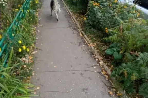 Хаски найдена: Берёзовая аллея, Самара