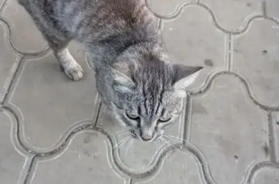 Найдена кошка, Саратов, фото: Кошка найдена на 1-м Магнитном пр., д. 4