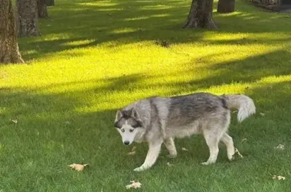 Найдена собака, Симферополь, фото: Хаски найдена, ул. Самокиша, Симферополь