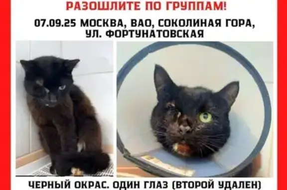 Пропал кот, Фортунатовская 27А, Москва