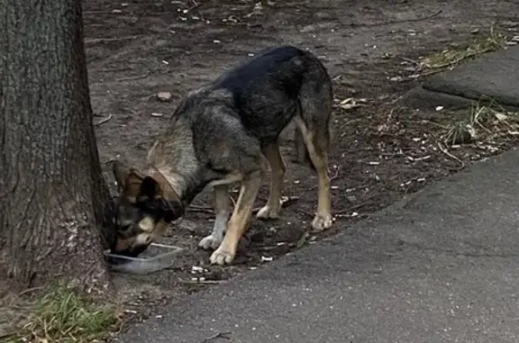 Собака найдена: ул. Молостовых, 14 к3