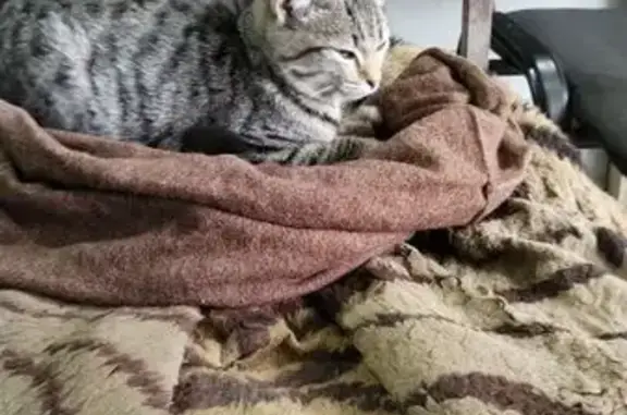 Кошка найдена, Загородная ул., Барнаул