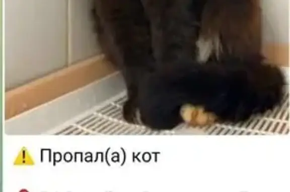 Пропал кот, ул. Жигулёнкова 15А, Москва