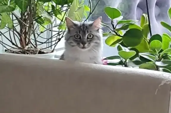 Кошки потеряшки, Чебоксары, фото: Потеряшка кошка, Стартовая ул, 3, Чебоксары