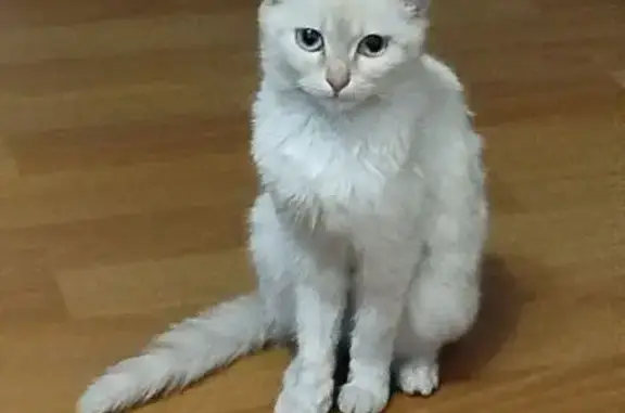 Кошки потеряшки, Новокузнецк, фото: Потеряшка кошка, ул. 40 лет ВЛКСМ, 76