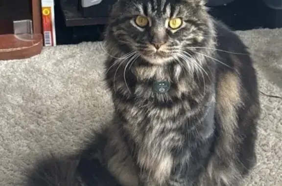 Кошки потеряшки, Тульская область, фото: Потеряшка кошка в Новомосковске, Тула