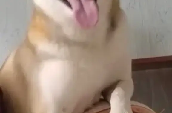 Собаки потеряшки, Кострома, фото: Потеряшка собака на Радиозаводской, 48