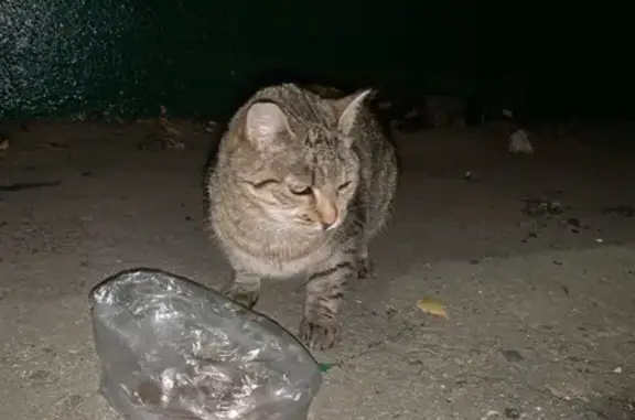 Найдена серая кошка, Эльгера 14, Чебоксары