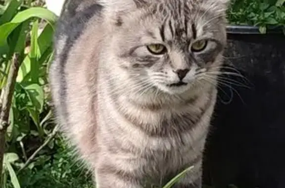 Кошки потеряшки, Таганрог, фото: Потеряшка кошка, ул. Фрунзе 55А, Таганрог