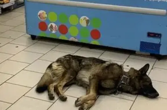 Собака найдена, Казань, Татарстан