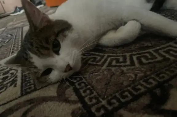 Найдена кошка, Владимир, Добросельская 217