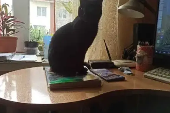 Объявления о пропавших и найденных животных, Свердловская область, фото: Пропал кот Филя, Рефтинский округ